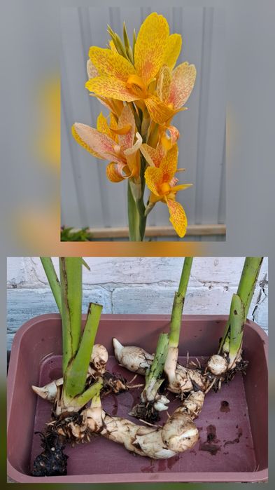 Продам канны, хризантемы, каллы