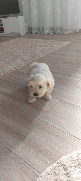 Bichon maltez baiat