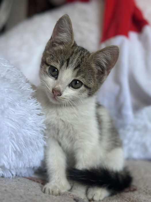 котенок в добрые руки