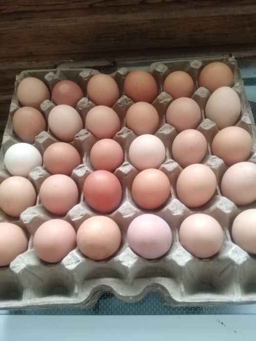 Продам яйцо домашних кур