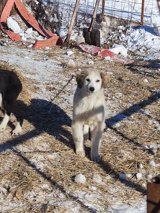 Чистокровные ТАЗЫ!