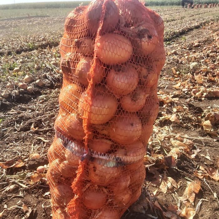 Vind ceapa galbena, ceapa rosie - angro.