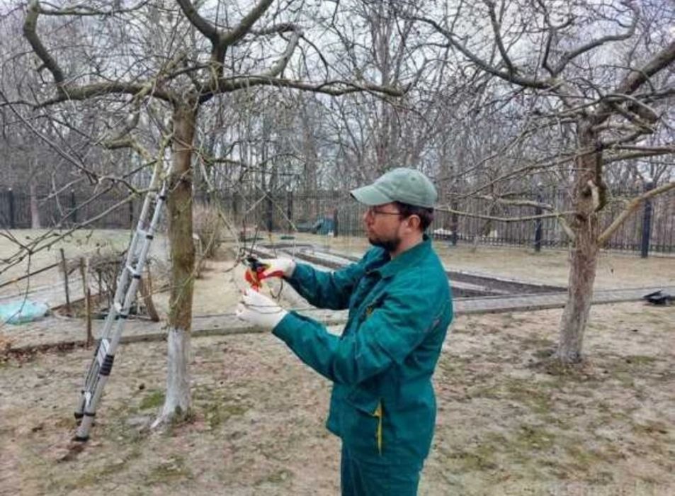 Обрезка деревьев вашего сада