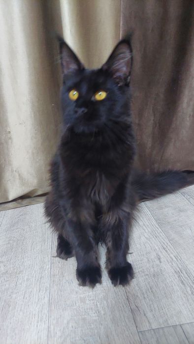 Кошечка Мей-кун 5 месяцев