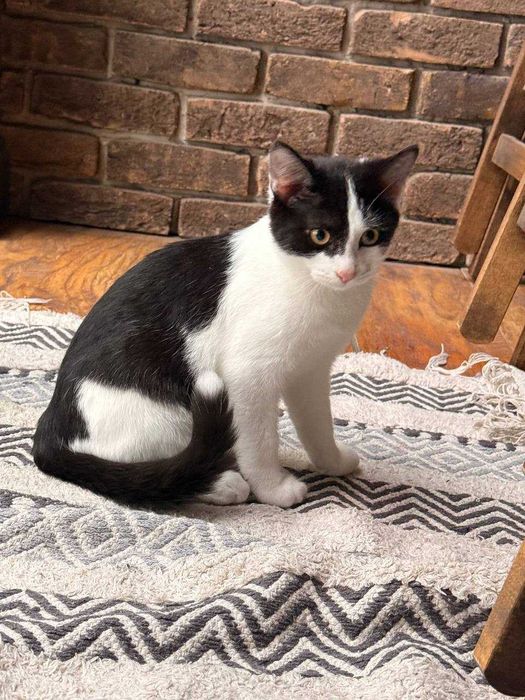 Отдам котят в хорошие руки