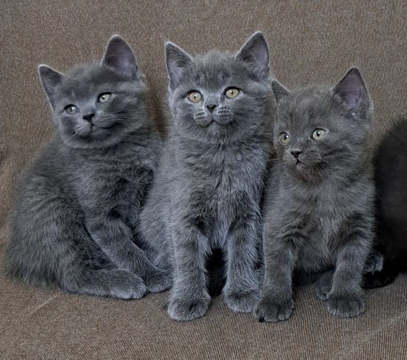 Продаётся Котята скоттиш страйт
