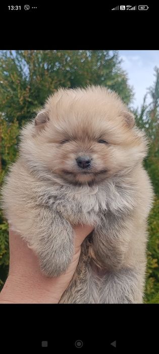 Померан/Померани