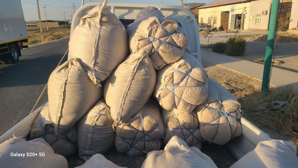 Somon pires va maydalangani