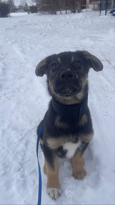 В добрые руки  щенок