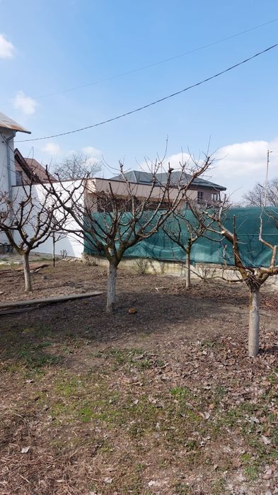 Taieri pomi fructiferi