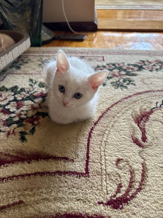 Chiroyli uy mushukchasi sotiladi