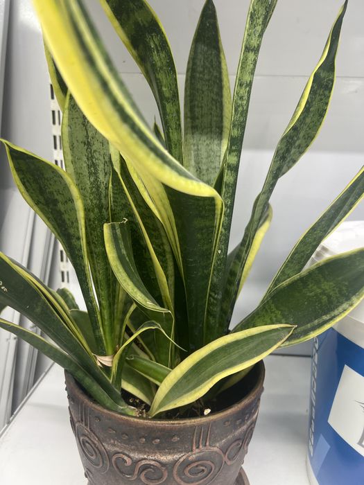 Гүлдер (Цветы)  гүлдер сатылады горшогімен