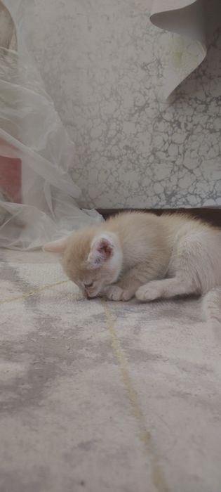 Отдам котят,  2 шт