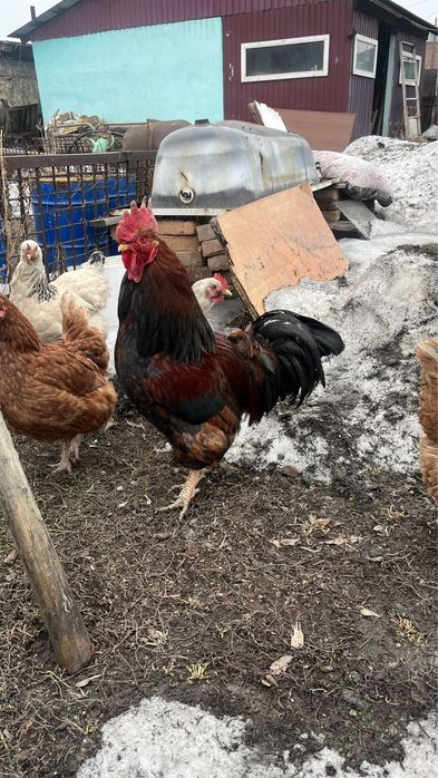 Петух (здоровый,хороший)