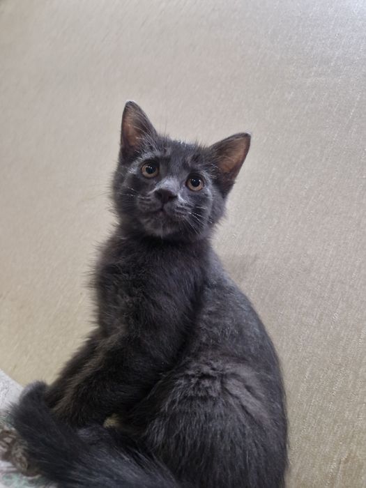 Котенок мальчик ищет семью