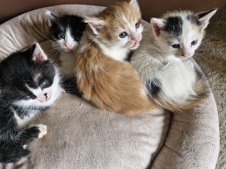 Подарявам малки котета