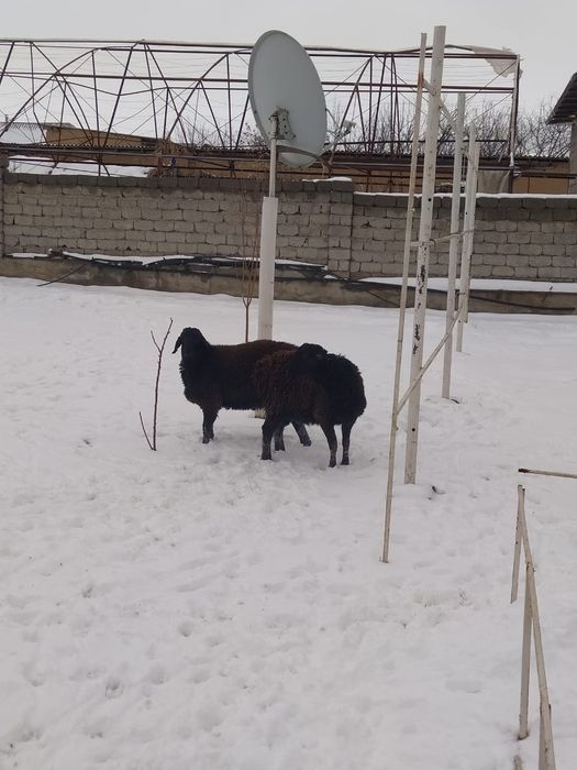 Тоқты,1 жасар.  қошқарлар,  срочно