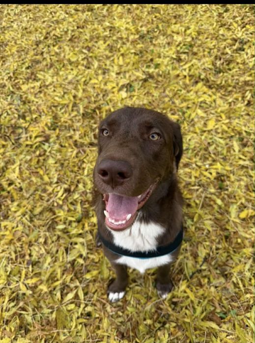 10 месечно уникално кученце