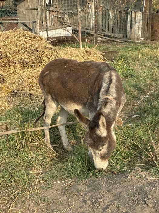 Осел продаю молодой