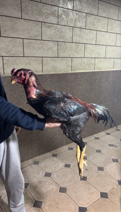 Дакан петушок майский