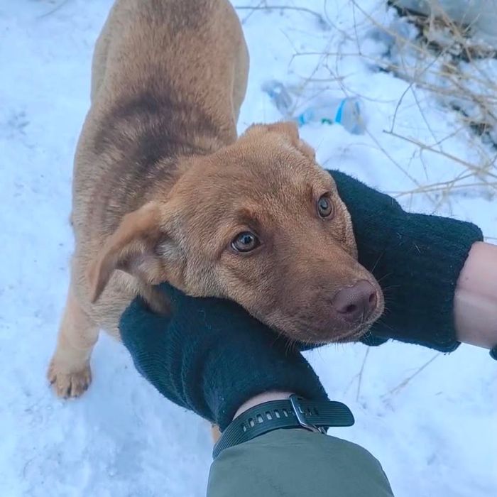 Малышка ищет дом