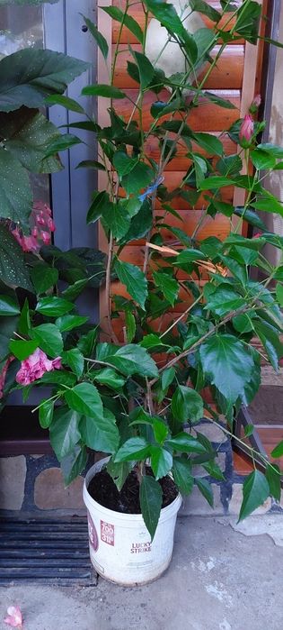 Vand plante de apartament in Moreni. Pret de la 20 ron