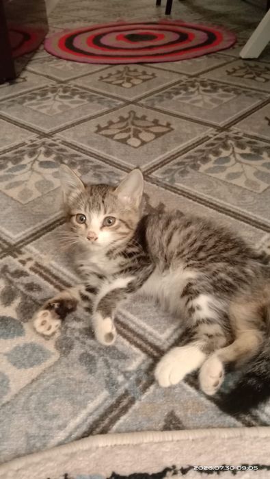 Отдам котята в добрые руки