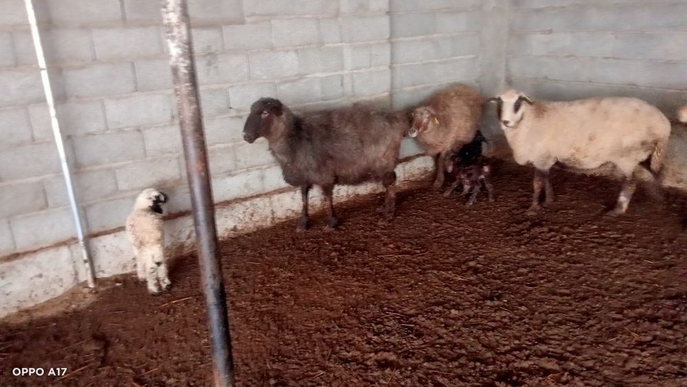 Беременные барашки