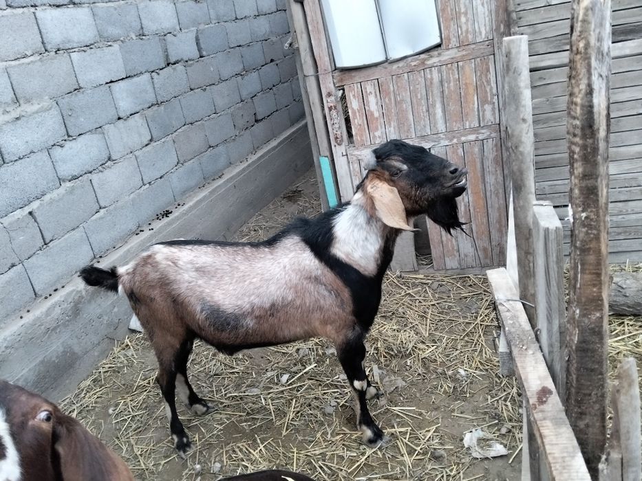 Теке сатылады 1.5жас