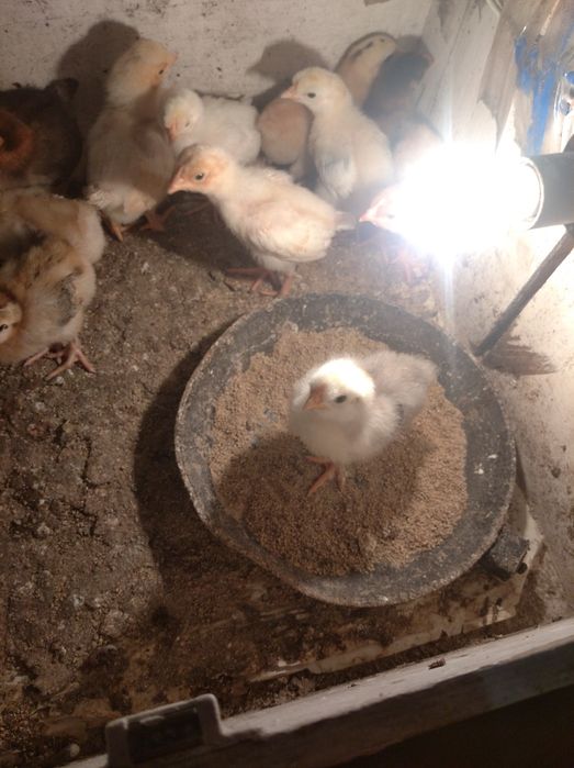 Цыплята домашние