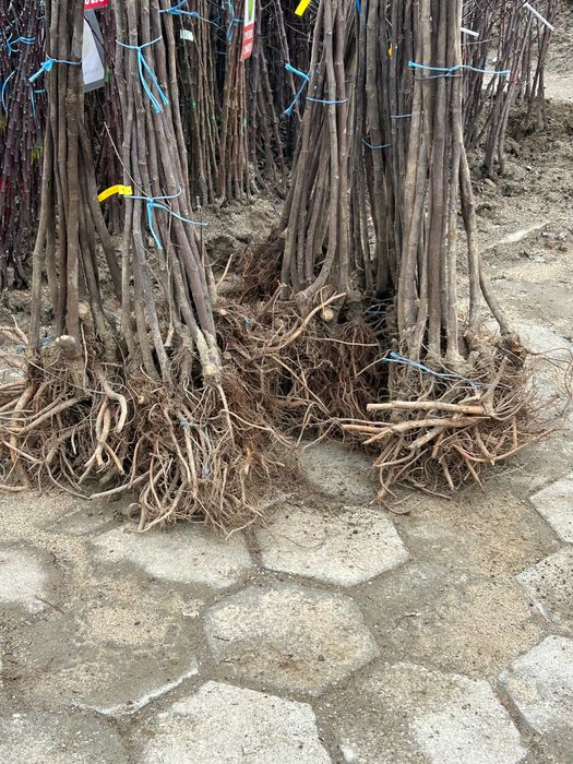 Смокиня сорт Черна Бурса и Далматинска