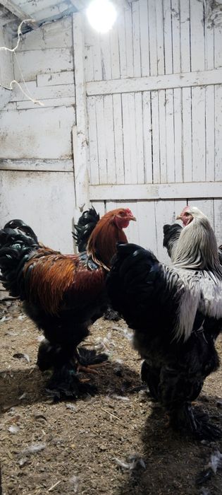 Cocosii Brahma sí Australorp