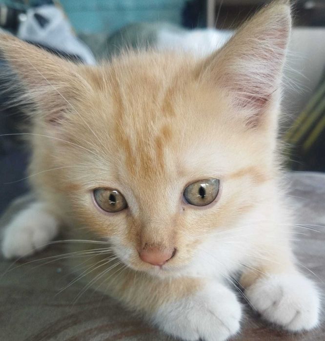 Котята ищут дом.