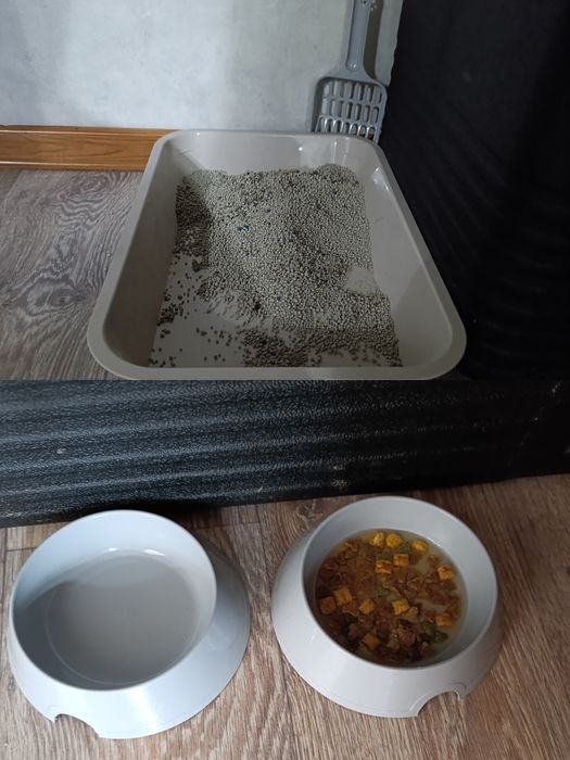 Котенок 2мес, шотландский вислоухий!