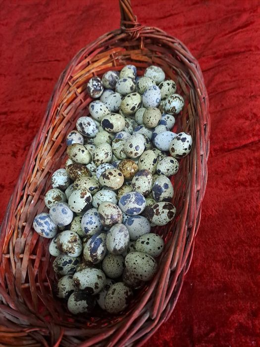 Bedana tuxum urug'langan inkubatorga