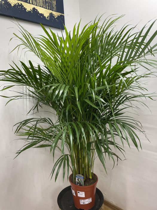 Пальма Арека для дома и офиса