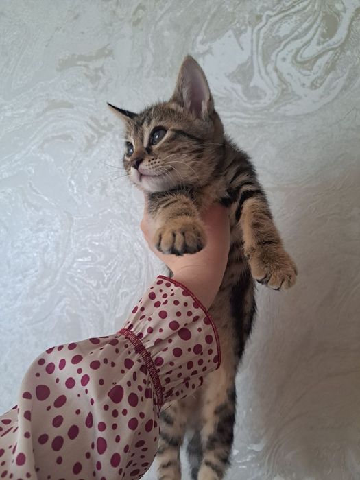 Мушук срочно сотилади  2 ойлик