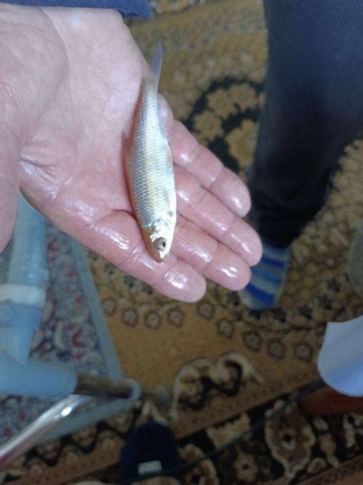 Продам живца для рыбалки