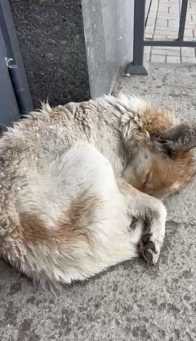 Собака, милашка, дворняшка