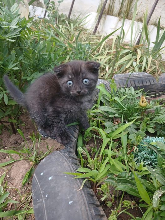 Отдам даром котят