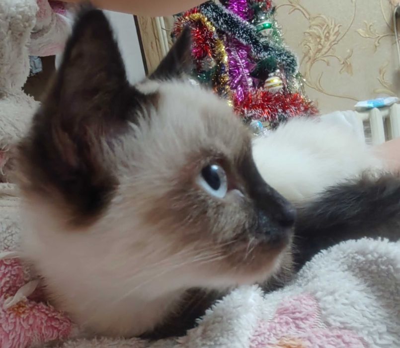 Сиамский котенок