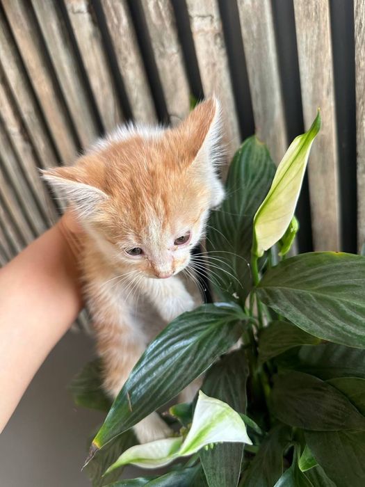маленкий кошка для хороших руках
