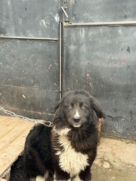 Българско Овчарско Куче