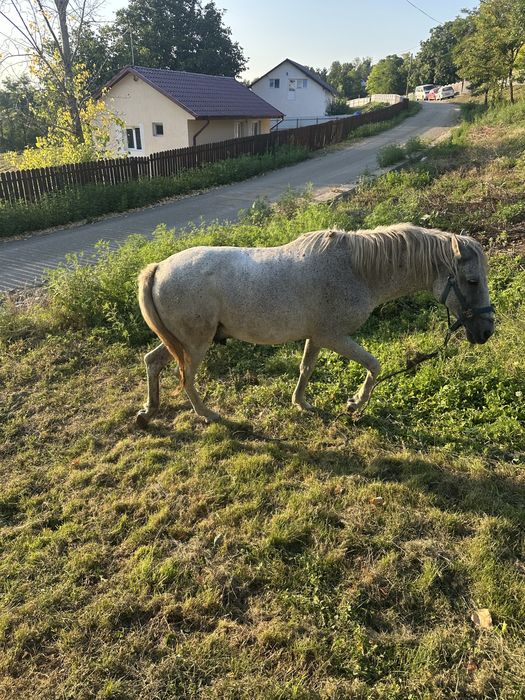 Buna ziua se vinede cal in varsta de 11ani este foarte cuminte
