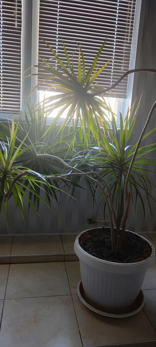 Драцена маргината.