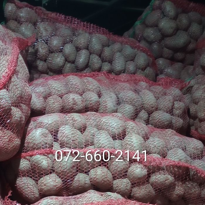 Cartofi consum si samînta