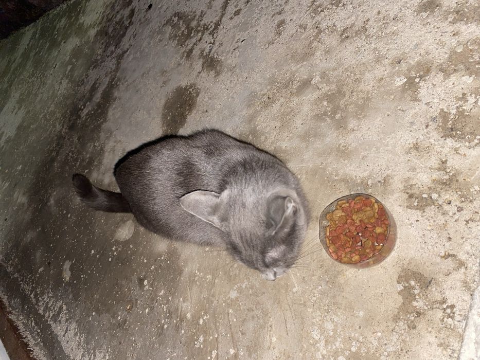 Срочно!!! Может нужна кому?