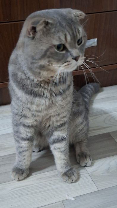 Продаётся скоттиш фолд кот 2 годика крупный умный кот с паспортом