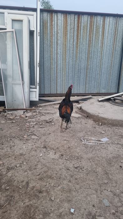 Дакан кораздар..