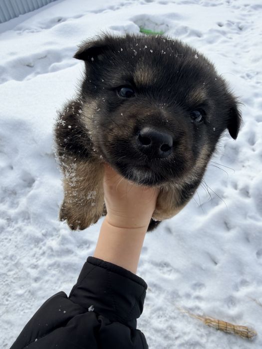 Щенки добрые и ласковые